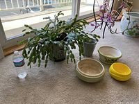 Photo showing the Christmas cactus plant with three ceramic planters and a water bottle for scale on a carpeted floor.
