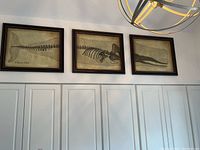 Three framed prints showing skeletal parts of a sperm whale hung above a door.