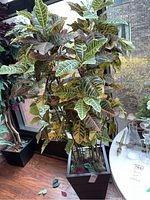 Full view of the faux croton plant with veined multi-color leaves in the square metallic planter on the floor next to a window, showing the height and fullness.