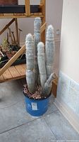 Full view of Espostoa Guentheri cactus showing five tall, white hairy stems in blue plastic pot