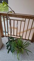 Full view of the Terminalia Catappa, Clivia Tai Chi, and fern plants positioned near a wooden railing inside a house.