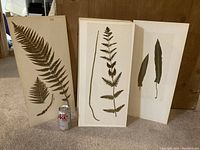 Three mounted ferns displayed standing vertically with a Diet Coke can for size comparison, showing size and shape variation of specimens.