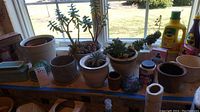 Shelf with assorted ceramic planters, mugs, and several live potted succulent plants.