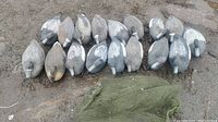 Top view of 17 duck decoys arranged on ground along with green mesh bag, showing markings and weights on some decoys.