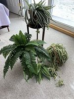 Four items including Boston fern in metal vase, two spider plants (one hanging, one in clay pot), and vintage wood plant stand on carpet.