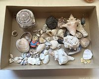 Wide view of box containing assorted seashells, coral, lava rock, small figurine, and glass bottle.