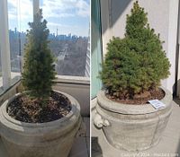 Front and side view showing one concrete planter with conifer shrub on balcony