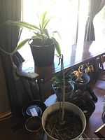 Five plants, some wilted or dried, and assorted pots on wooden table and floor