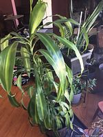 Broad-leaf green houseplant in black pot with surrounding smaller plants and metal plant stand visible