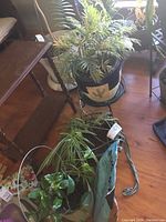 Three potted plants showing a large palm-like plant, a spider plant, and a small leafy plant with metal plant stands indoors on wooden floor.