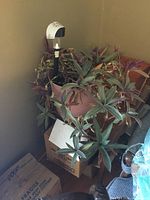 Potted plant with green and purple foliage in pink ceramic pot near wall with boxes below