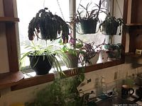 Overall view of eight live potted plants on windowsill and countertop, including hanging plants and small pots.