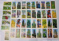 Top-down view of 40 Brooke Bond vintage cards laid out in a grid on a light surface showing botanical illustrations of trees, leaves, pine cones, and berries.