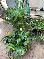 Three potted plants displayed on tiled floor. Monstera deliciosa large plant with split leaves in back and two Clivia plants with orange flowers in front.