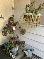 View of multiple potted succulents and a hanging spider plant in white planter above, resting on various plant stands. Metal watering can and duck figurines visible on floor.