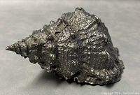 Top and side view of the silver-colored detailed pewter sea shell figurine showing texture and shape.