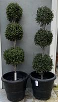Photo showing two tall artificial boxwood topiaries side by side in black ceramic pots against a gray outdoor wall.