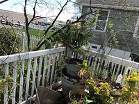 Four metal garden trellises and metal heron figure outdoors near white fence and garden plants, weathered condition.