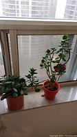 Three potted plants on window sill, various succulents and leafy plants in orange pots