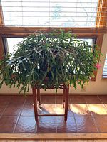 Christmas cactus plant with green segmented stems and pink flowers on a wooden plant stand near a sunlit window.