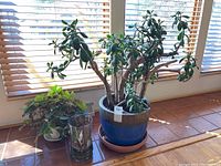 Front view of the large jade plant in a blue pot, smaller ivy plant in a white pot, and small plant in a glass vase placed on brown tile floor near window blinds.