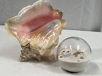 Photo of large conch shell and sand-filled paperweight side by side on white surface with gray background.