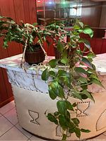 Photo showing green pothos plant with heart-shaped leaves in woven wicker planter with long vines trailing down.