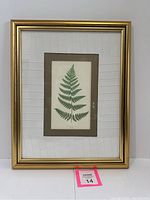 First framed fern print with labeled botanical illustration in gold frame
