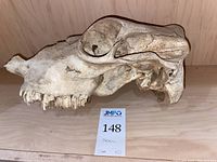 Side view of weathered top half of cow skull with visible eye socket and nasal cavity