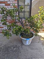 Full view of the large potted dwarf Schefflera plant placed outdoors on concrete with brick wall background. The plant shows extensive branching and green leaves.