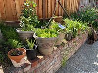 Wide view of multiple terra-cotta and plastic pots containing various plants including succulents, spider plants, and rosebushes arranged on brick ledge and ground area.