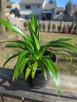 Full view of spider plant in a black plastic pot showing healthy green leaves and outdoor background.