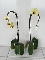 Two live Phalaenopsis orchid plants with yellow flowers and red centers in white planters on tiled floor against plain white wall, showing full plant height and condition.
