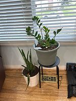 Two potted plants by window with blinds, ZZ plant on black plastic stool, snake plant beside stool on floor.