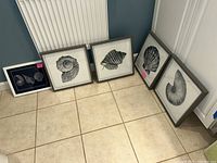 Five framed shell illustration prints arranged on floor; four with gray frames, one with white frame