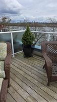 Alberta Spruce in glazed black ceramic planter on balcony deck with city and water background.