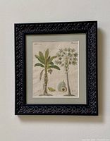 Framed botanical art print hung on wall showing detailed plant illustrations with black ornate frame and matting.