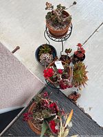 Overview photo of eight potted succulents on black mat, including flowered and leafy varieties along with metal plant stands