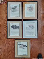 Five framed wilderness wildlife art prints by James Lumbers laid out on wood floor, showing black metal frames, double mattes and glass covering, arranged in two rows with four above and one below.