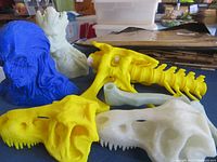Photo showing multiple 3D printed parts including yellow and white dinosaur skulls and vertebrae, and a blue anatomical bust model.