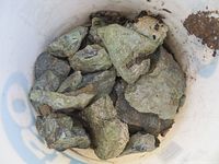 Bucket containing numerous rough green serpentine stones with irregular shapes and surfaces.