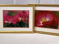 Two framed flower photographs with gold frame and white-pink mat