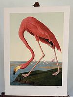 Full view of the American Flamingo lithograph print showing the bird with bent neck and detailed coloration, set against a coastal background.
