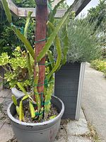 Full side view of the tall Dragon Fruit cactus plant supported on a wooden trellis post, potted in cracked large gray pot outdoors on paved area.