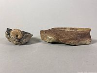 Two cephalopod fossils, an Ammonite spiral and an elongated Orthoceras, shown on neutral background.