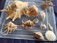 Photo showing a variety of twelve seashells including a large conch, a medium orange conch, starfish, sand dollar, and smaller shells