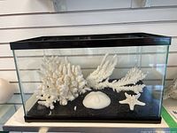 Full glass aquarium tank showing the coral arrangement on black substrate