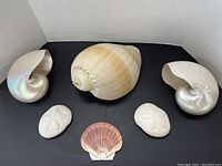 Full set of shell decor items arranged on black backdrop including large shells, faux sand dollars, and small scallop shell.
