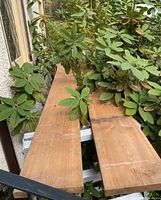 Two 16 ft fir planks resting across a metal ladder, surrounded by foliage.