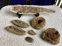 Overview of all six fossils on a textured surface including large fish fossil on stand and smaller fossils around it.